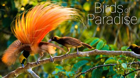 watch birds of paradise yify|Watch Birds of Paradise .